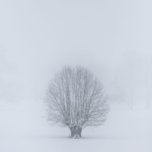 arbre dans la neige ©Terraphoto stages et voyages photo