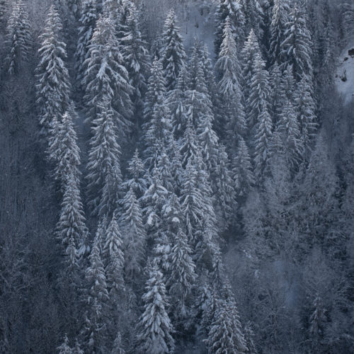 Forêt hiver Hautes Pyrénées voyage photo ©terra photo